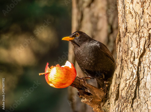 Foto Close up of a male blackbird pecking at an apple on the branch of a tree in the