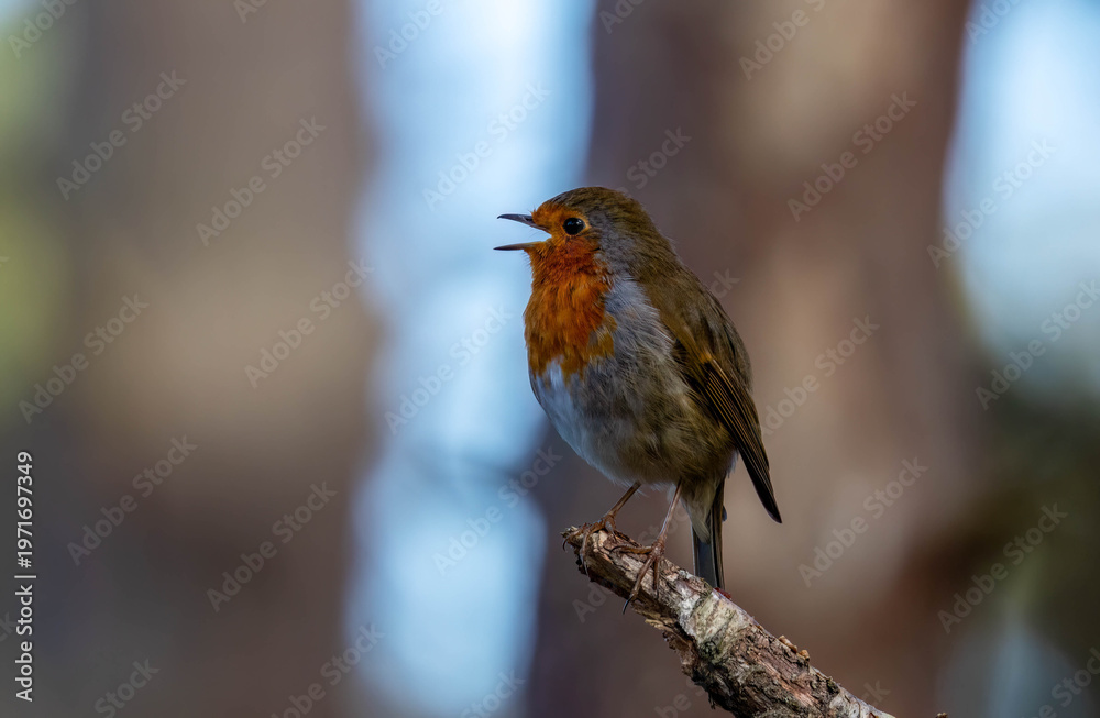 Fototapeta premium Robin redbreast garden bird singing loudly from the branch of a tree