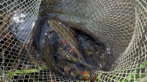 Top camera inside fish net with live red-finned fish swimming around in a net