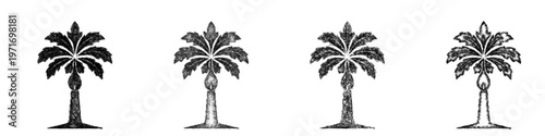 Sketch papaya tree icon design set