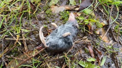 shrew (Blarina carolinensis similar to a mouse) lies on its back without moving on the wet ground - frozen from the cold rain. Animals in wildlife