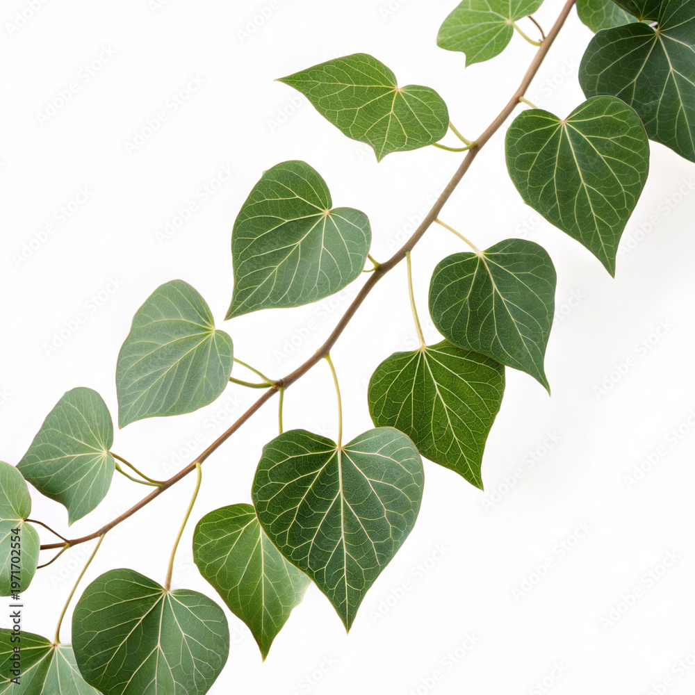 Naklejka premium Lush green ivy vine with heart leaves on white b.