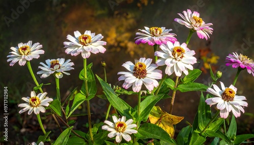 Beautiful Zinnia Flowers Blooming in a Garden with Sunlight.