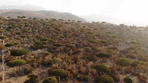 Panoramic aerial video showcasing a unique dragon blood tree forest on Socotra Island, perfect for themes of rare flora, nature, and untouched wilderness
