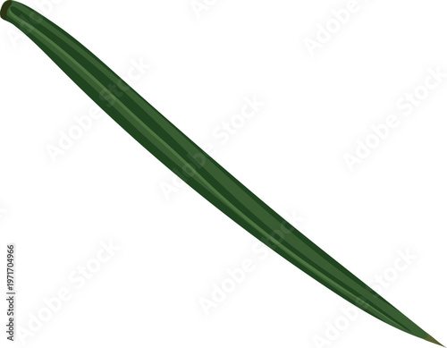 Spruce needle isolated on white background. Realistic vector illustration of evergreen tree foliage