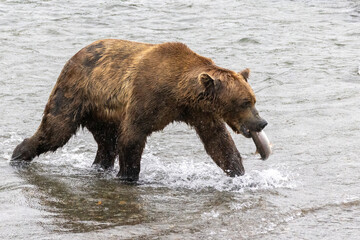 Brown kodiak grizzly bear [ursus arctos] with caught fish in mouth at the top of Brooks Falls in Katmai National Park Alaska United States