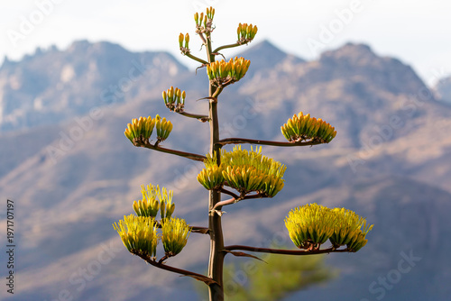 Close-up photo of a blooming agave stalk against an intentionally blurred mountain range and sky. Sonoran Desert, Arizona, USA.