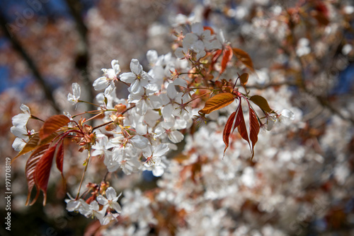 Bild auf Leinwand cherry blossom in spring