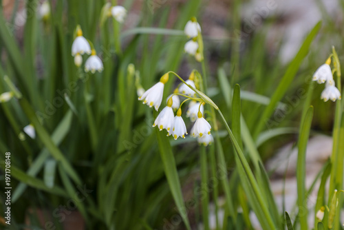 white spring flowers