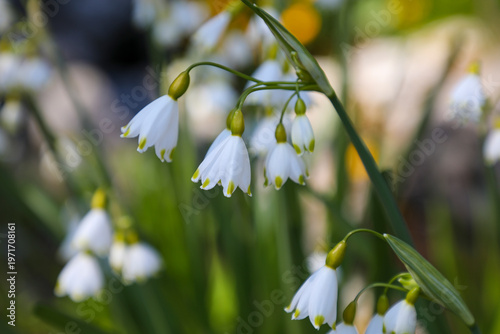 spring snowdrop flowers