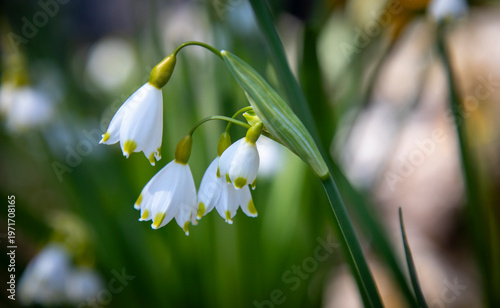 spring snowdrop flowers