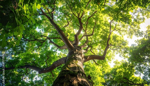 Majestic Tree Reaching for the Sunlight in the Forest.