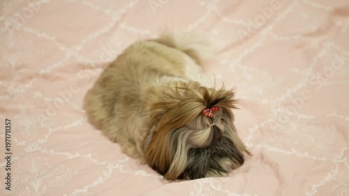 Cute Shih Tzu Dog Lying on Bed Eating Bone Adorable Pet Indoor Scene 4K