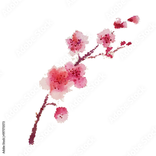 a sprig of cherry blossoms object. Hand drawn. Not AI, vector illustration.