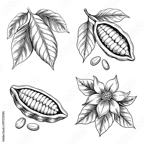 Vintage Botanical of Cocoa Pods, Leaves, and Flower