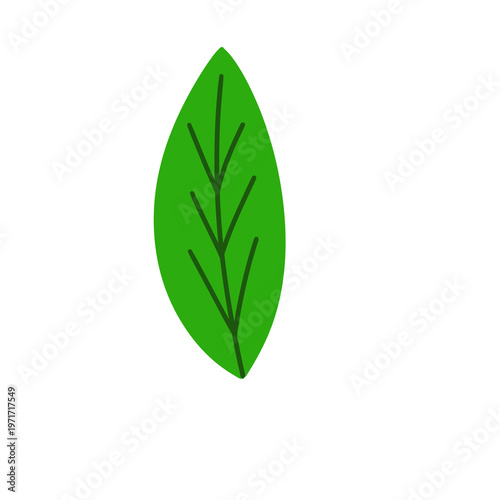 Single green leaf isolated on a transparent background
