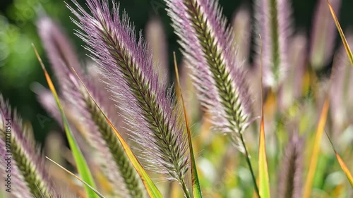 Closeup of Purple Fountain Grass Seed Heads Swaying Gently in the Breeze.