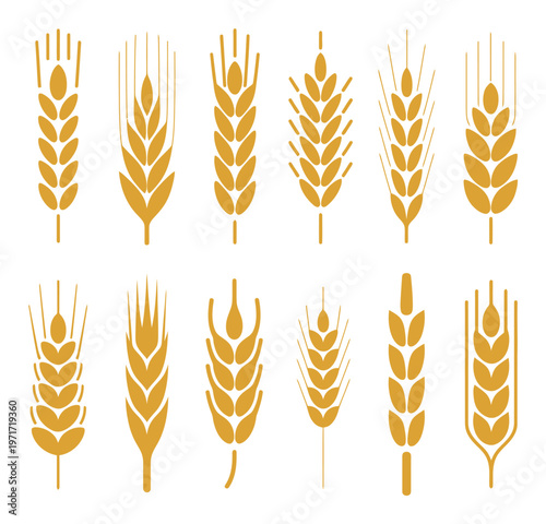 Golden wheat stalks illustration a collection of various grain head designs