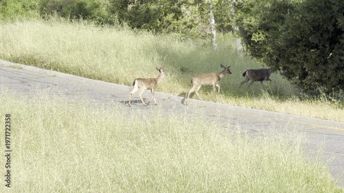 Mule deer move from one grassy field to another