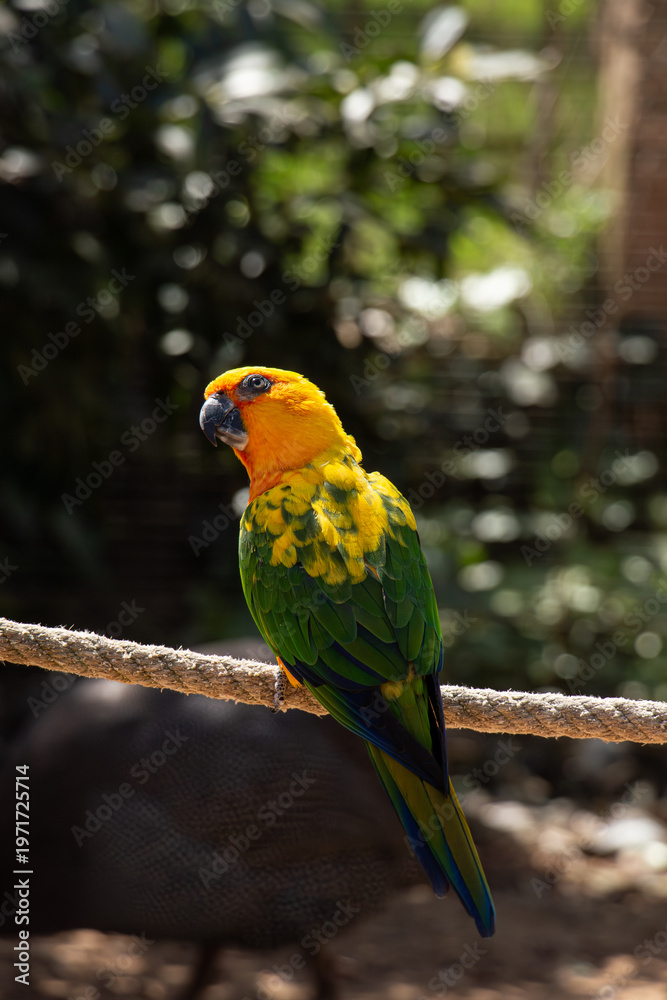 Obraz premium Yellow-green parrot with bright plumage perched calmly, showcasing vibrant tropical colors.