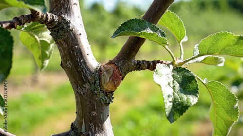 Closeup of a Grafted Apple Tree Branch with Green Leaves Outdoors.