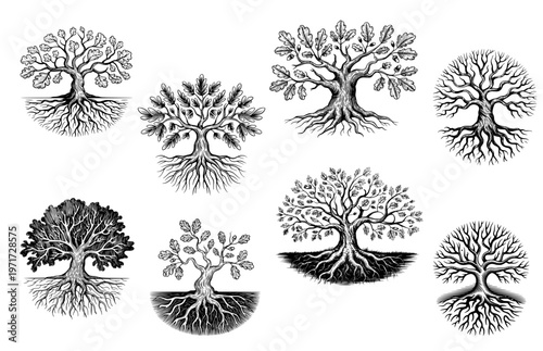 Oak tree icons with roots, woodcut engraving style, vector set of nature symbols, genealogy family tree, sustainability environmental silhouette, etching art