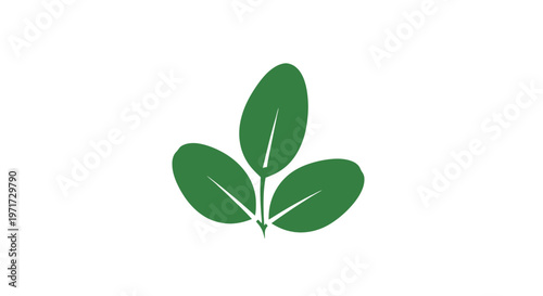 Foto Three Green Leaves on Stem.