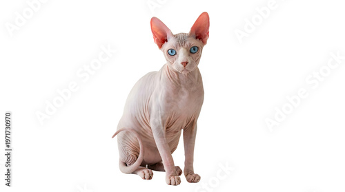 Sphynx cat sitting on white background isolated on a transparent background