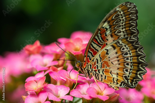 Foto Close-up of Red Lacewing butterfly (Cethosia biblis) on pink kalanchoe flowers
