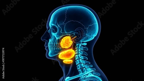 3D anatomical animation of salivary gland contraction and stimulus. Glowing blue neon skeleton with red highlighted glands demonstrating salivation process in a futuristic style.
