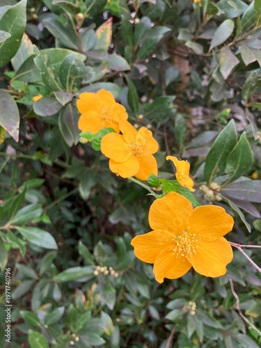 春に咲く黄色の花