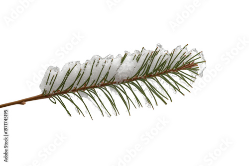 Fir tree branch covered in fresh snow showing winter season and natural christmas decoration on transparent background