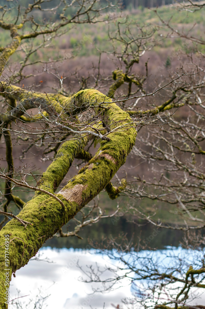 Fototapeta premium Close view of mossy tree branch in forest outdoors, natural texture, organic detail, woodland scene, calm environment.
