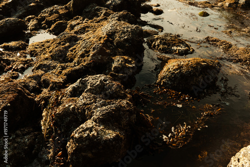 Rocky Coastal Shore with Tide Pools and Ocean Water at Sunset Light