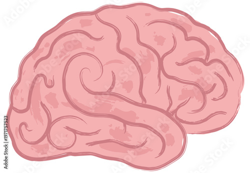 A simplified stylized illustration of the human brain depicting its characteristic gyri and sulci in a soft pink hue with a brushstroke texture 179 characters mind thinking