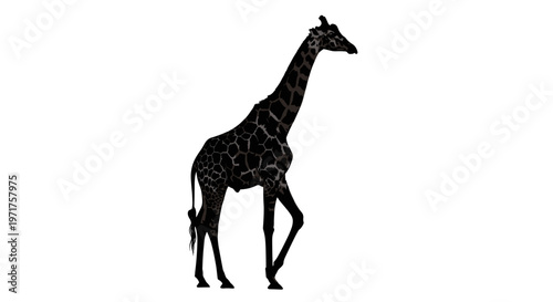 Black silhouette of giraffe.