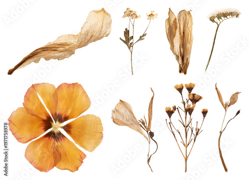 Foto PNG Dried floral elements for design set on transparent background