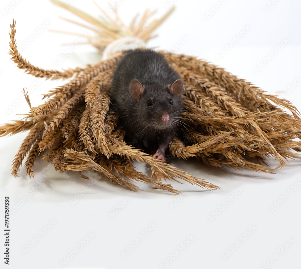 custom made wallpaper toronto digitalBlack rat eats ears of grain, isolated on white background. Pet and care. Rodents, home rats and the threat of the harvest. Selective focus.