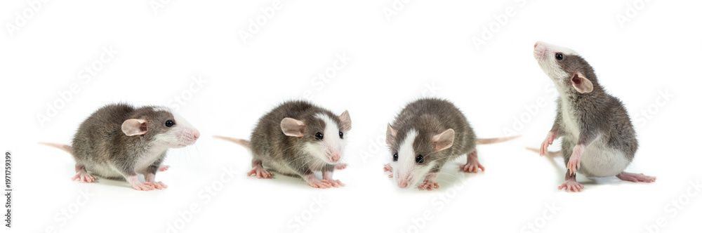 custom made wallpaper toronto digitalSet of four images of grey rat with big ears in different poses, isolated on a white background. Pet and care. Rodents, home rats.