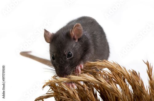 Black rat eats ears of grain, isolated on white background. Pet and care. Rodents, home rats and the threat of the harvest. Selective focus.