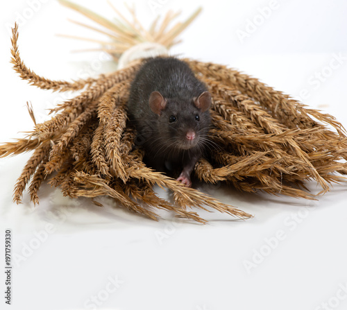 Black rat eats ears of grain, isolated on white background. Pet and care. Rodents, home rats and the threat of the harvest. Selective focus.