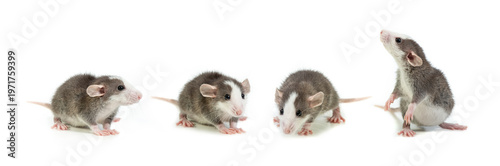 Set of four images of grey rat with big ears in different poses, isolated on a white background. Pet and care. Rodents, home rats.