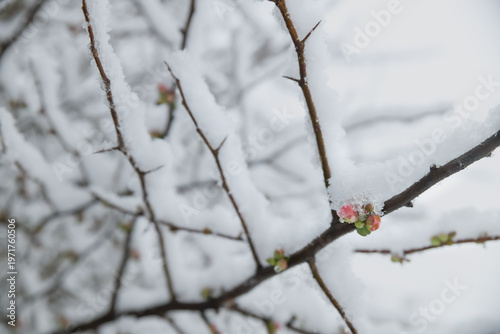 Spring buds and flowers on tree covered by snow. Selective focus
