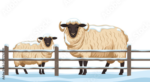 Two horned sheep in a snow covered field behind a wooden fence