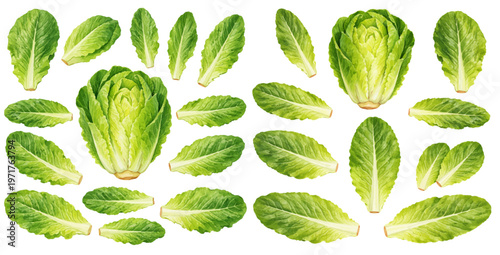 A charming watercolor collection of romaine lettuce featuring crisp green leafy vegetables and fresh garden heads illustrated in a natural botanical food style.
