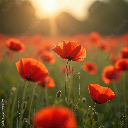 Red poppies field in bloom under warm golden sunset light. Delicate flowers sway gently in soft summer breeze. Nature beauty in agricultural landscape.