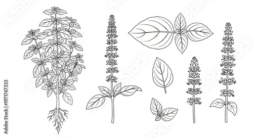 Botanical illustration of a basil plant with roots, leaves, and flowering spikes, presented in a line art style