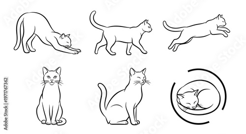 Collection of Cat Poses and Silhouettes Various Cat Silhouettes and Illustrations