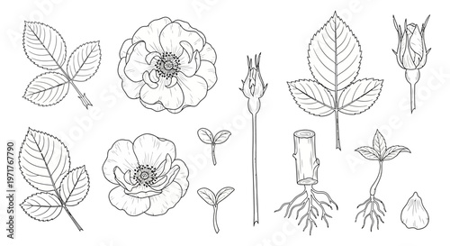 Minimalist Outline Vector Icons of Alcoholic Drinks and Bottles for Bars, Menus, and Beverage Industry