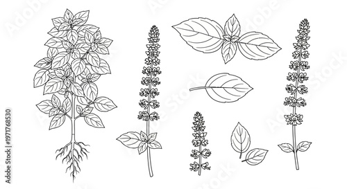 Botanical illustration of a basil plant with roots, leaves, and flowering spikes, showcasing its intricate details for culinary and decorative purposes
